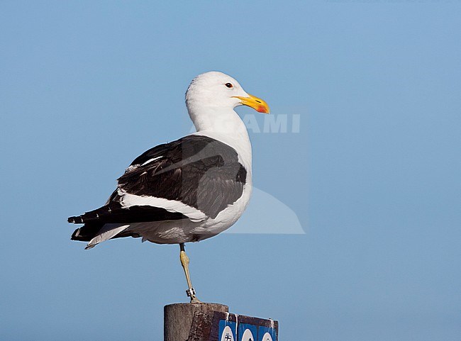  stock-image by Agami/Marc Guyt,
