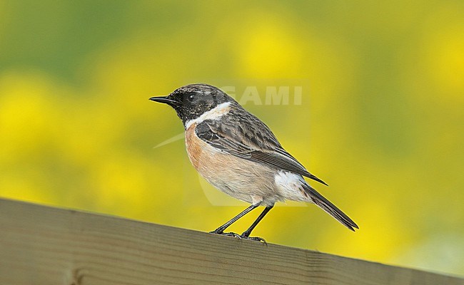 Male European Stonechat (Saxicola rubicola) om a wooden fence. The yellow backgroud is raps (brassica napus) stock-image by Agami/Renate Visscher,