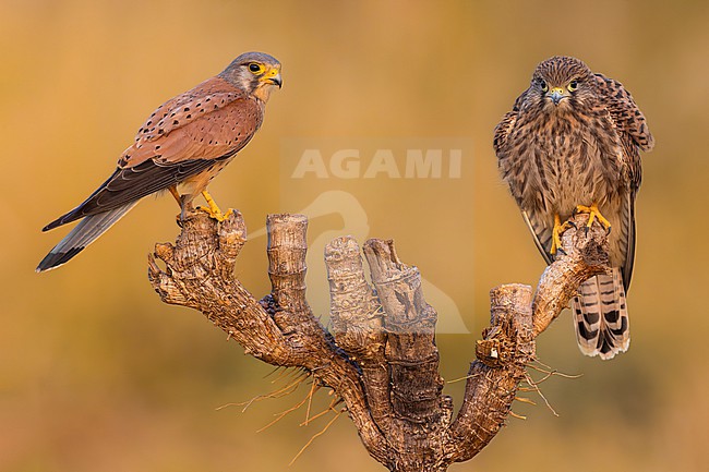 Male and juvenile Common Kestrel (Falco tinnunculus) in Italy. stock-image by Agami/Daniele Occhiato,