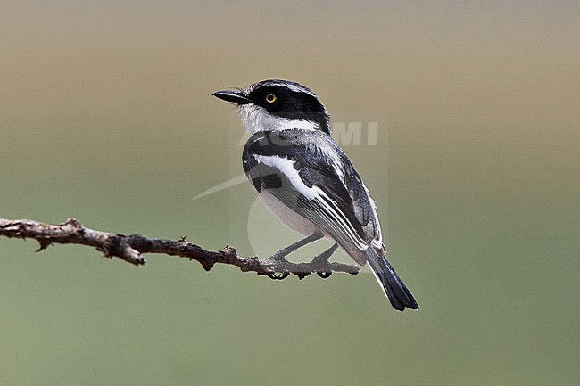 Grey-headed Batis (Batis orientalis orientalis) male perched on an open branch in thorn scrub in central Ethiopia stock-image by Agami/Andy & Gill Swash ,