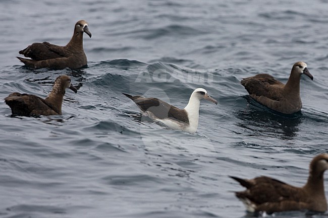 Zwemmende Laysanalbatros; Swimming Laysan Albatross stock-image by Agami/Martijn Verdoes,