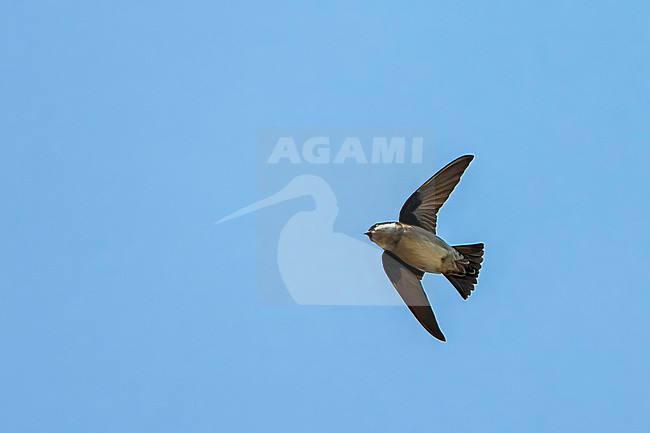 Flying Asian House Martin (Delichon dasypus) during winter in Japan. Seen from below against a bright blue sky as background. stock-image by Agami/Marc Guyt,