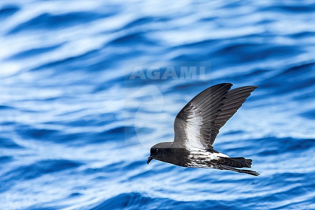 New Zealand Storm Petrel (Fregetta maoriana), a critically endangered seabird species endemic to New Zealand. Flying above the ocean surface. stock-image by Agami/Marc Guyt,
