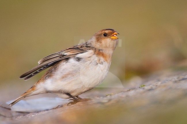 Sneeuwgors in winterkleed in Nederland, Snow Bunting in winterplumage in the Netherlands stock-image by Agami/Menno van Duijn,