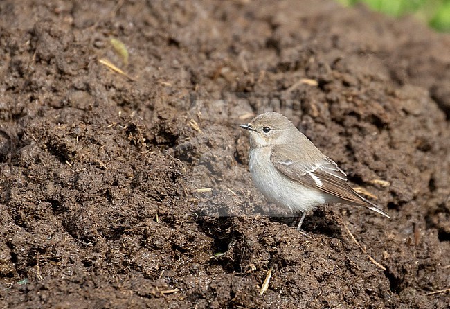 Female Semicollared Flycatcher (Ficedula semitorquata) perched during spring migration. stock-image by Agami/Pete Morris,