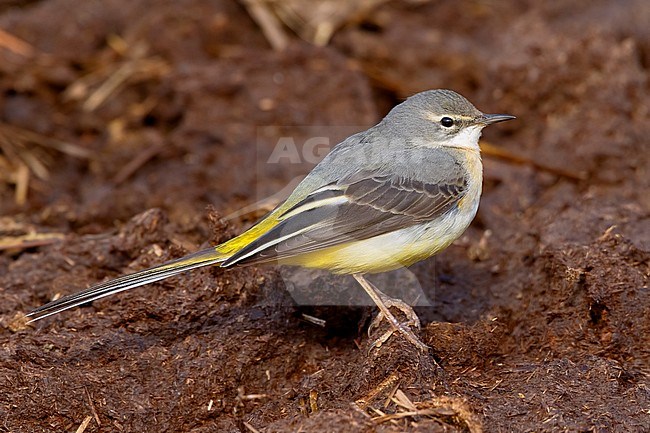 Grey Wagtail, Standing on manure, Campania, Italy (Motacilla cinerea) stock-image by Agami/Saverio Gatto,
