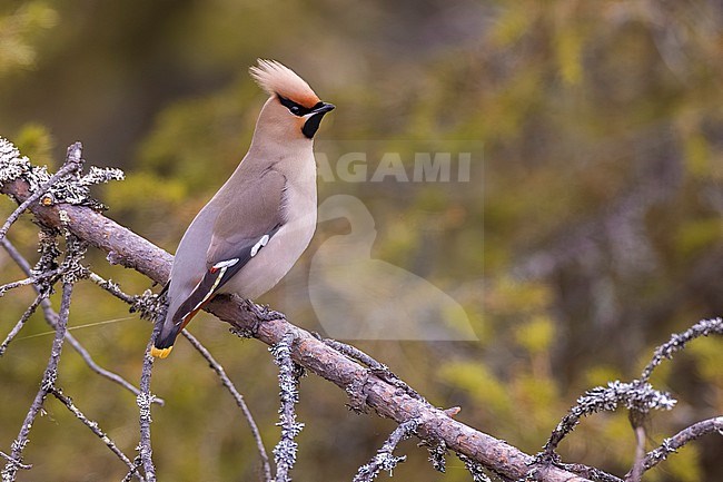 Waxwing, Bombycilla garrulus, in Finland. stock-image by Agami/Daniele Occhiato,