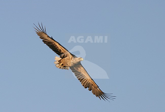 White-tailed Eagle adult flying, Zeearend adult vliegend stock-image by Agami/Reint Jakob Schut,