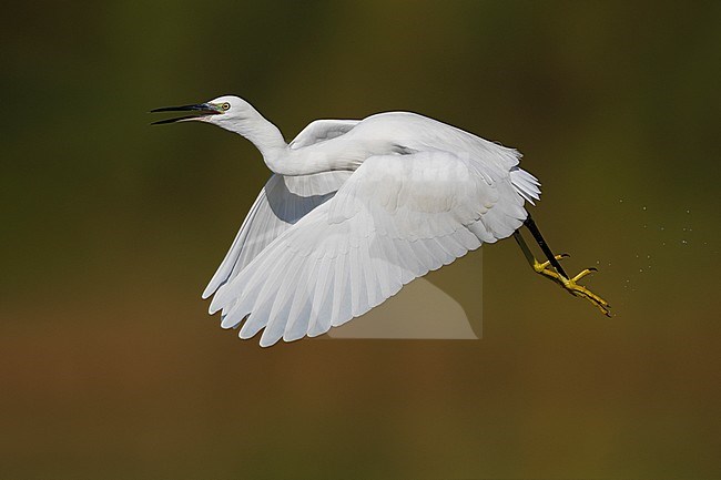 Little Egret (Egretta garzetta) adult calling in flight stock-image by Agami/Daniele Occhiato,