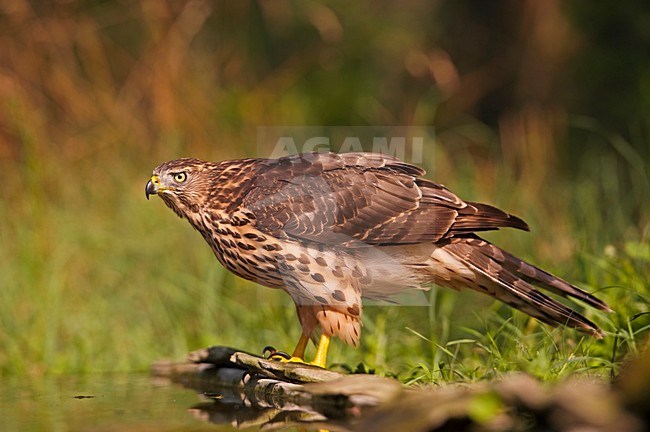 Havik drinkend uit plas, Northern Goshawk drinking stock-image by Agami/Markus Varesvuo,