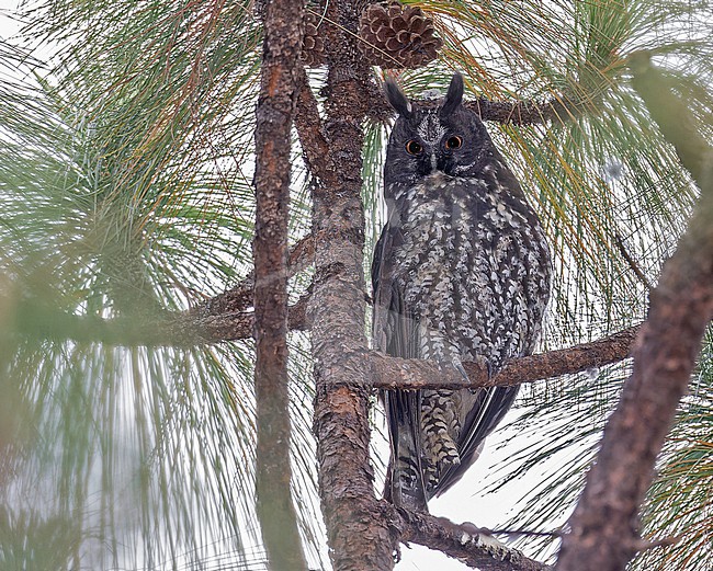 Stygian Owl, Asio stygius, in Western Mexico. stock-image by Agami/Pete Morris,