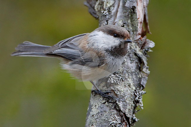 Bruinkopmees zittend op een tak; Grey-headed Chickadee perched on a branch stock-image by Agami/Daniele Occhiato,