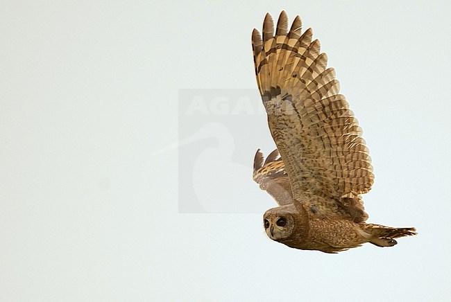 Marsh Owl (Asio capensis) at Merja Zerga, northern Morocco stock-image by Agami/Eduard Sangster,