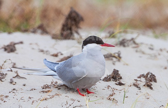 Noordse Stern op het nest; Breeding Arctic tern stock-image by Agami/Arnold Meijer,