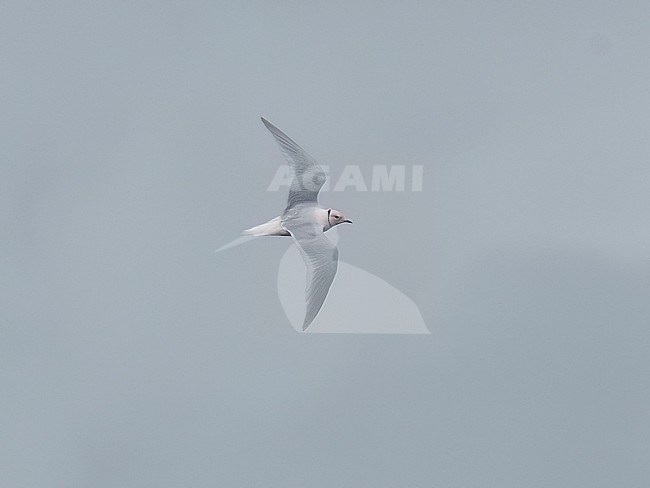 Side view of an adult male Ross's Gull (Rhodostethia rosea) in flight. Showing wings from below; stock-image by Agami/Markku Rantala,