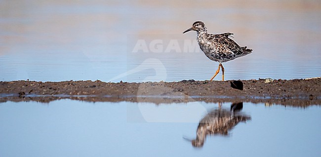 Ruff, Calidris pugnax. Male, moulting. Reflected in the water stock-image by Agami/Hans Germeraad,