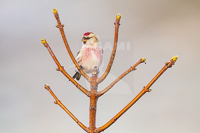 Grote Barmsijs, Common Redpoll, Carduela flammea perched on branch stock-image by Agami/Menno van Duijn,