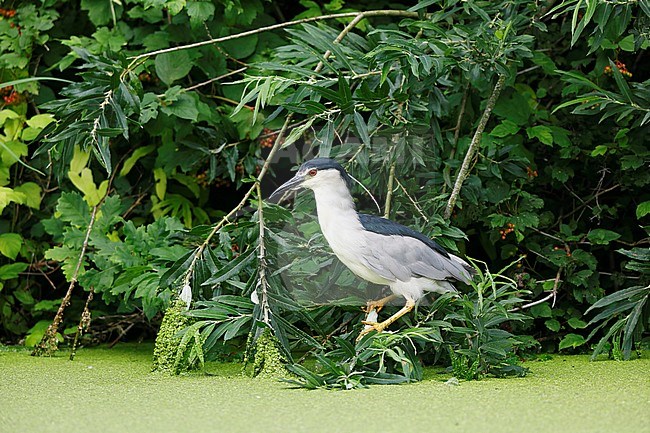 Kwak; Night Heron stock-image by Agami/Chris van Rijswijk,