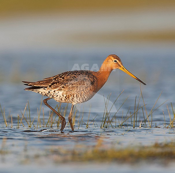 Adult Black-tailed Godwit (Limosa limosa) during spring in a wet meadow in Marken, Netherlands. stock-image by Agami/Marc Guyt,