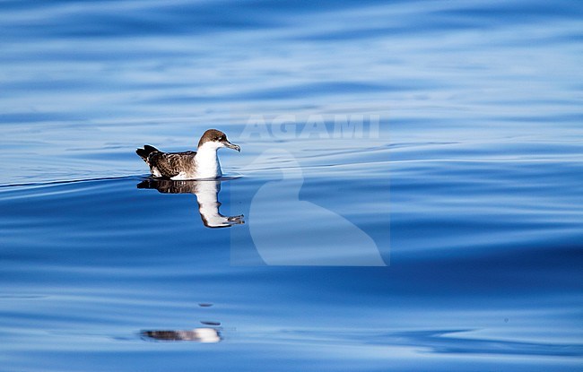 Grote Pijlstormvogel op volle zee op de Azoren; Great Shearwater offshore on the Azores stock-image by Agami/Marc Guyt,