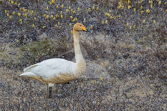 Icelandic Whooper Swan (Cygnus cygnus islandicus) during spring on tundra of Iceland. stock-image by Agami/Daniele Occhiato,