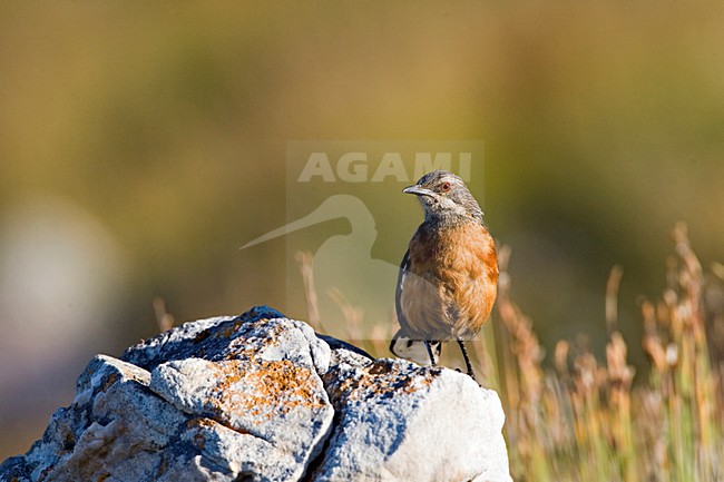 Vrouwtje Kaapse Rotsspringer; Female Cape Rock-jumper stock-image by Agami/Marc Guyt,