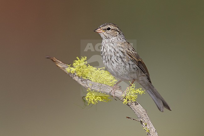 Juvenile
Lake Co., OR
August 2006 stock-image by Agami/Brian E Small,