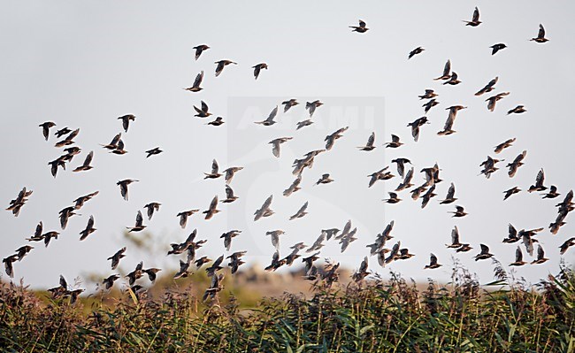 Groep Spreeuwen in de vlucht; Groep of Common Starlings in flight stock-image by Agami/Markus Varesvuo,