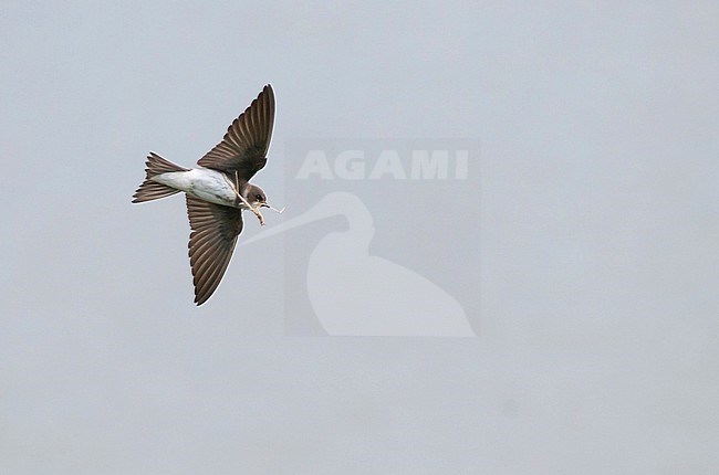 Common Sand Martin - Uferschwalbe - Riparia riparia ssp. riparia, Germany, adult stock-image by Agami/Ralph Martin,