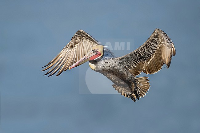Adult breeding Brown Pelican (Pelecanus occidentalis) in San Diego County, California, USA, during winter. Going to land at the coast. stock-image by Agami/Brian E Small,