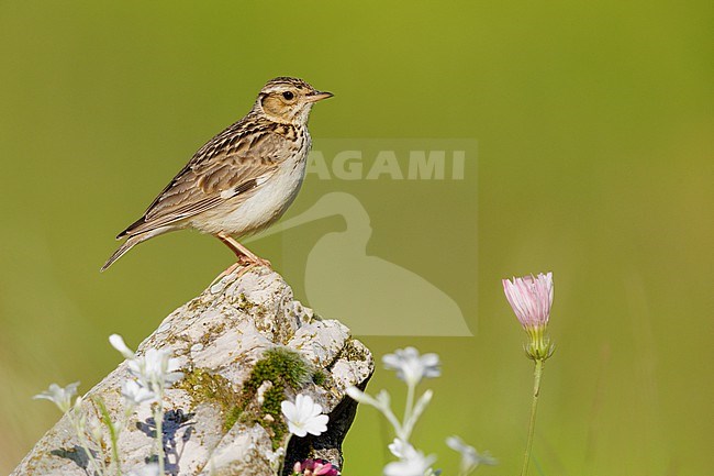 Wooodlark (Lullula arborea), side view of an adult standing on a rock, Campania, Italy stock-image by Agami/Saverio Gatto,