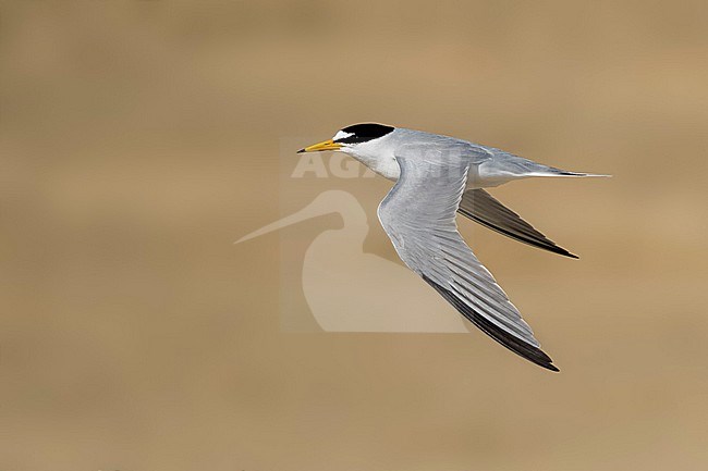 Adult Least Tern (Sternula antillarum) in breeding plumage in flight at the coast in Galveston County, Texas, USA. stock-image by Agami/Brian E Small,