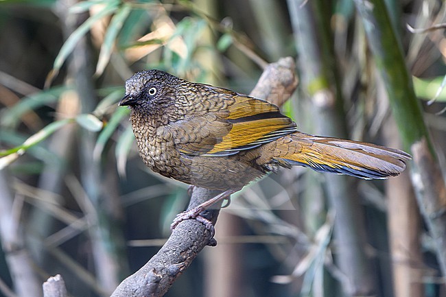 Scaly Laughingthrush, Trochalopteron subunicolor, in Nepal. stock-image by Agami/Dani Lopez-Velasco,