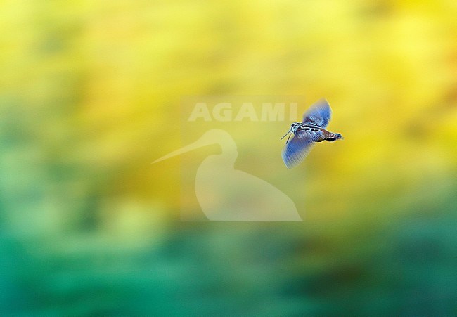 Male Eurasian Woodcock (Scolopax rusticola) displaying at dusk in Finland against a bright yellow natural background. In courtship flight known as roding. stock-image by Agami/Dick Forsman,