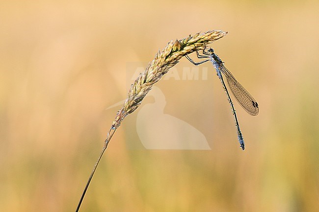 Common Emerald Damselfly, Lestes sponsa stock-image by Agami/Wil Leurs,