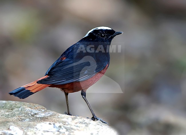 White-capped Water-Redstart (Phoenicurus leucocephalus) perched on rock in a river. stock-image by Agami/Alex Vargas,