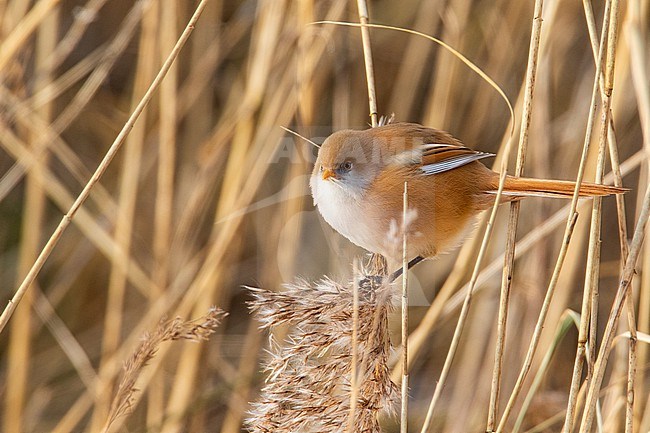 Female Bearded Reedling stock-image by Agami/Wil Leurs,