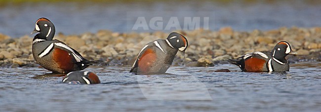 Harlekijneend in riviertje; Male Harlequin Duck in river stock-image by Agami/Markus Varesvuo,
