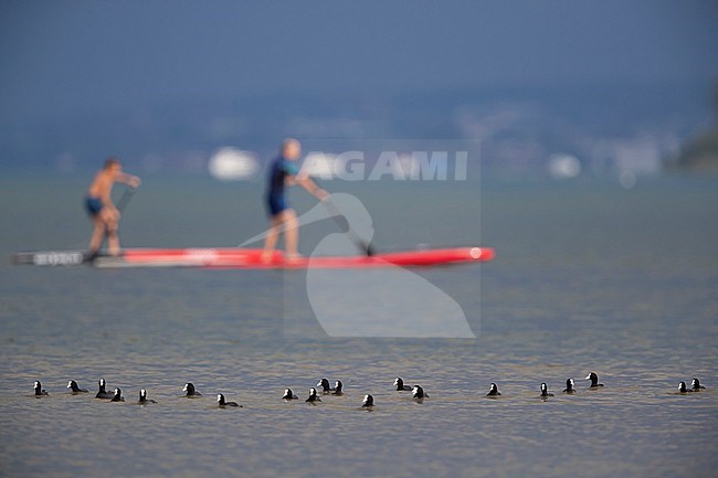stand-up paddling is a hip leisure sport with strong disturbance potencial on waterbirds, as chasing  eurasian coot (fulica atra) by paddling  too close stock-image by Agami/Mathias Putze,