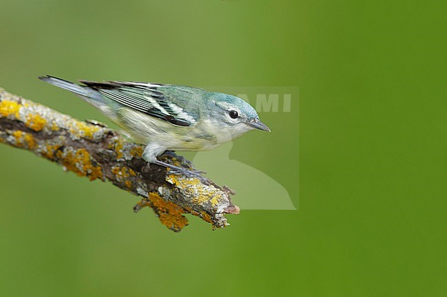 Adult female Cerulean Warbler
Galveston Co., TX
April 2017 stock-image by Agami/Brian E Small,