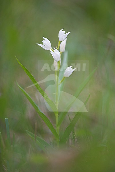 Narrow-leaved Helloborine; Cephalanthera longifolia stock-image by Agami/Theo Douma,