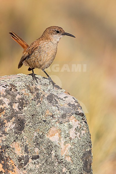 Straight-billed Earthcreeper ( Ochetorhynchus ruficaudus) Perched on top of a rock  in Argentina stock-image by Agami/Dubi Shapiro,