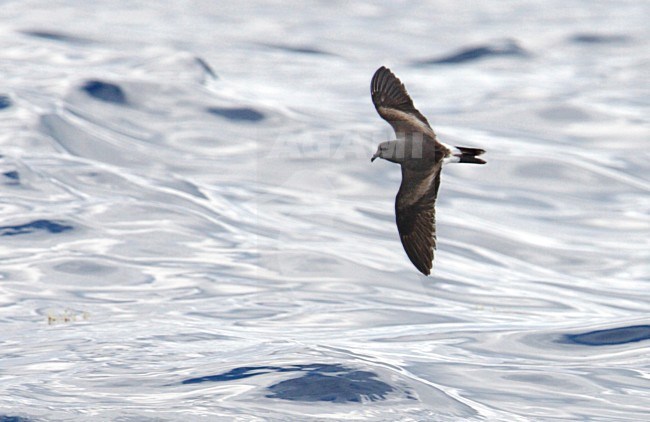 Vaal Stormvogeltje, Leachs Storm-petrel, Oceanodroma leucorhoa stock-image by Agami/Mike Danzenbaker,