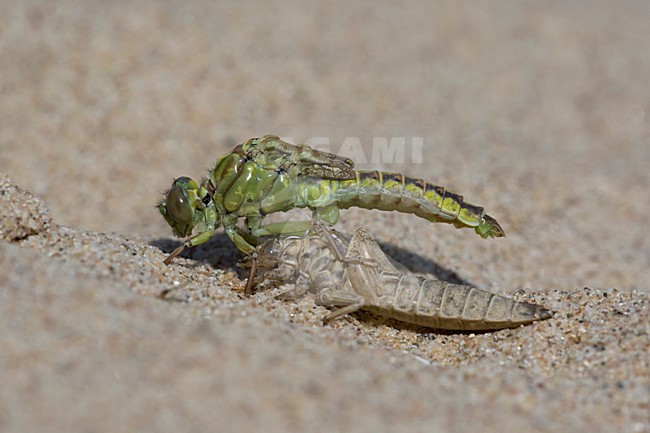 Uitsluipende Rivierrombout; Emerging Yellow-legged Clubtail stock-image by Agami/Arie Ouwerkerk,
