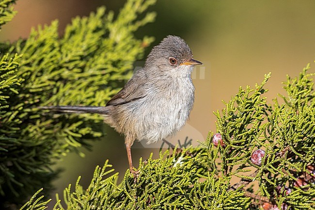 Juvenile Balearic Warbler perched on a branch of juniper in Ibiza. July 2016. stock-image by Agami/Vincent Legrand,