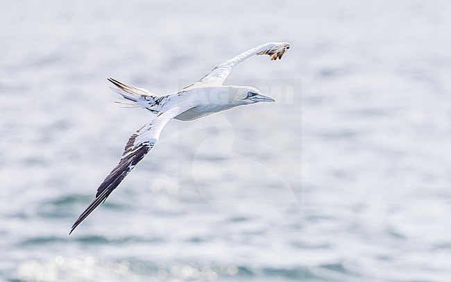 Immature Northern Gannet (Morus bassanus) flying above the North Sea with backlight. stock-image by Agami/Lennart Verheuvel,