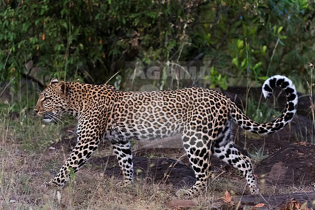 A leopard, Panthera pardus, at Masai Mara National Reserve. Masai Mara National Reserve, Kenya, Africa. stock-image by Agami/Sergio Pitamitz,
