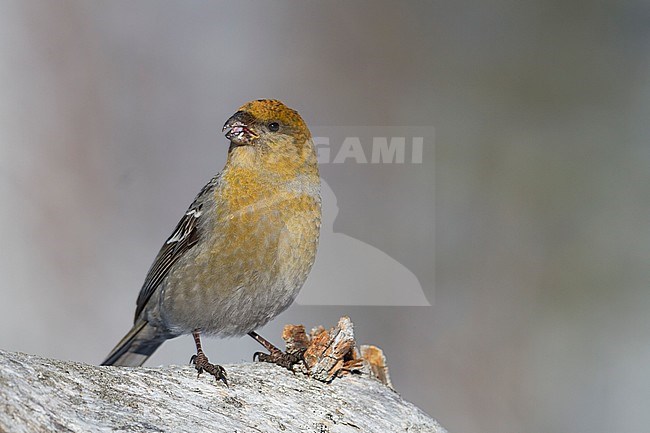 Pine Grosbeak - Hakengimpel - Pinicola enucleator, Finland stock-image by Agami/Ralph Martin,