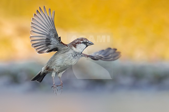 Male Italian Sparrow (Passer italiae) in Italy. stock-image by Agami/Daniele Occhiato,