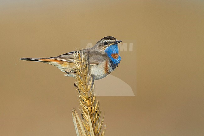 Red-spotted Bluethroat - Blaukehlchen - Cyanecula svecica ssp. pallidogularis, Kazakhstan, adult male stock-image by Agami/Ralph Martin,